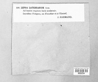Image of Dendrographa latebrarum